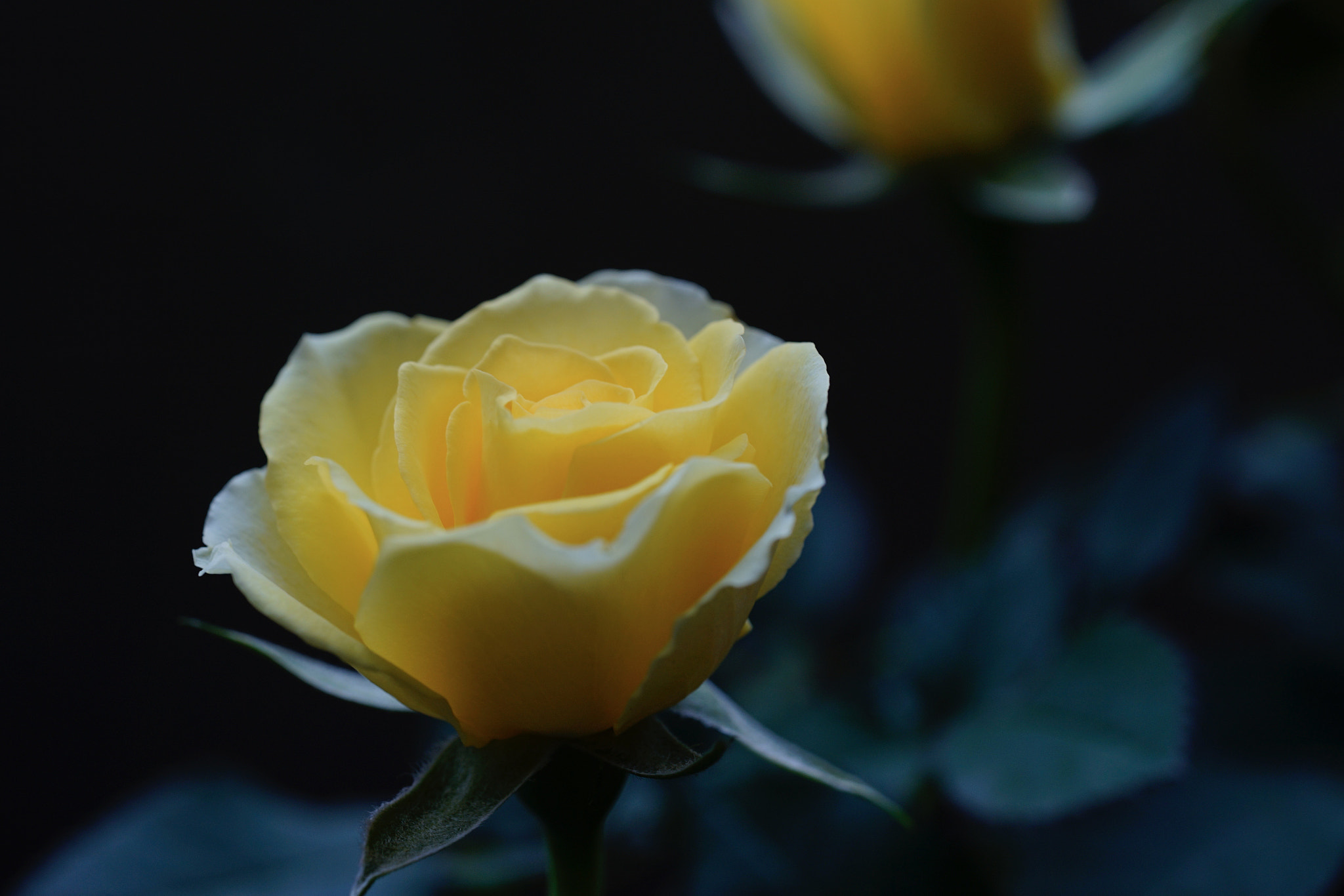 Sony a7 II + Sony FE 90mm F2.8 Macro G OSS sample photo. 娇媚 photography