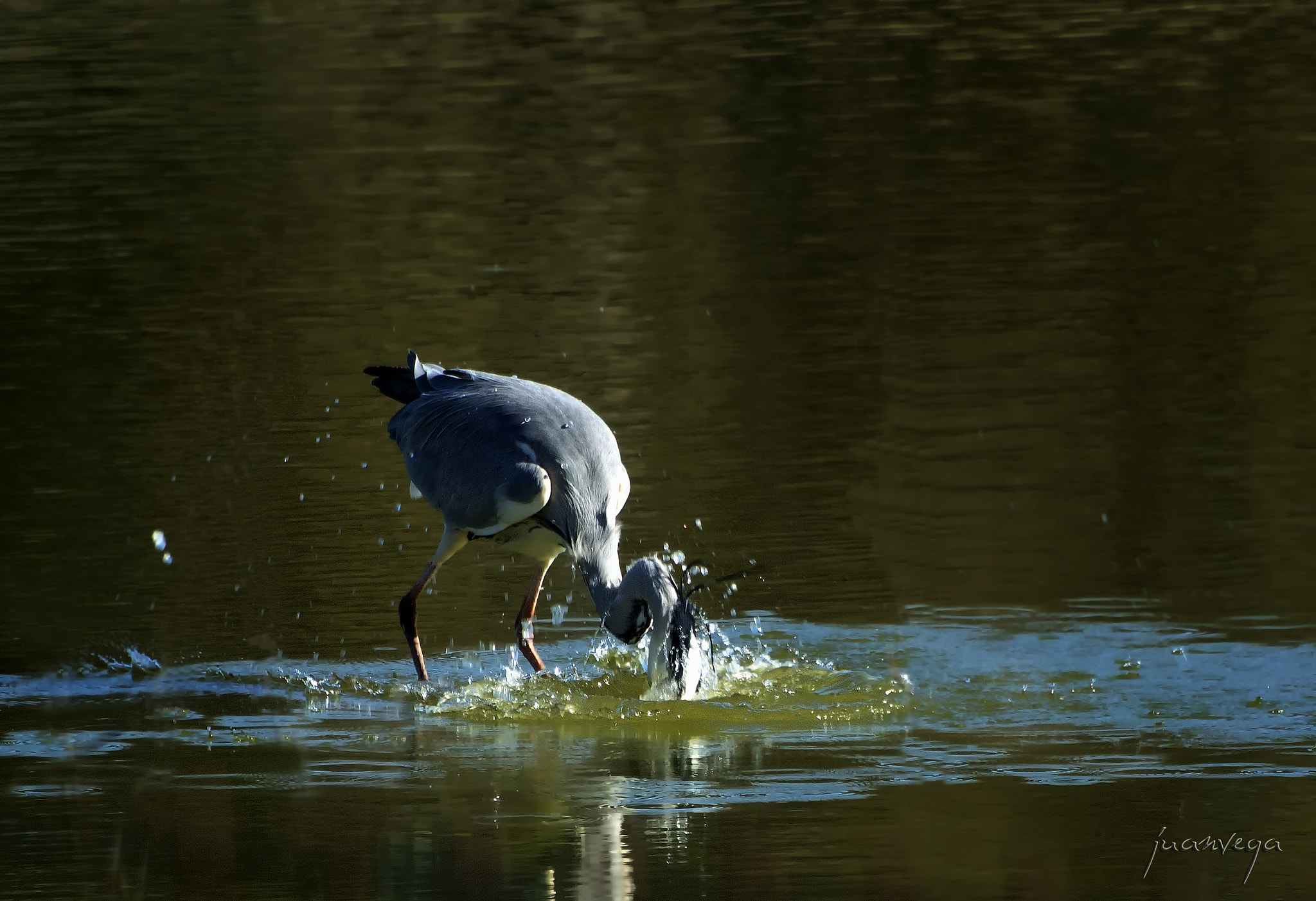 VR 70-300mm f/4.5-5.6G sample photo. Garza r. photography