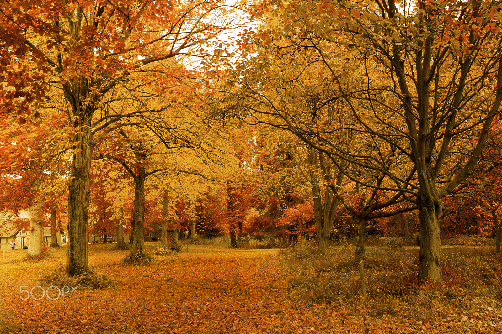 Nikon D500 sample photo. Fall into autumn photography