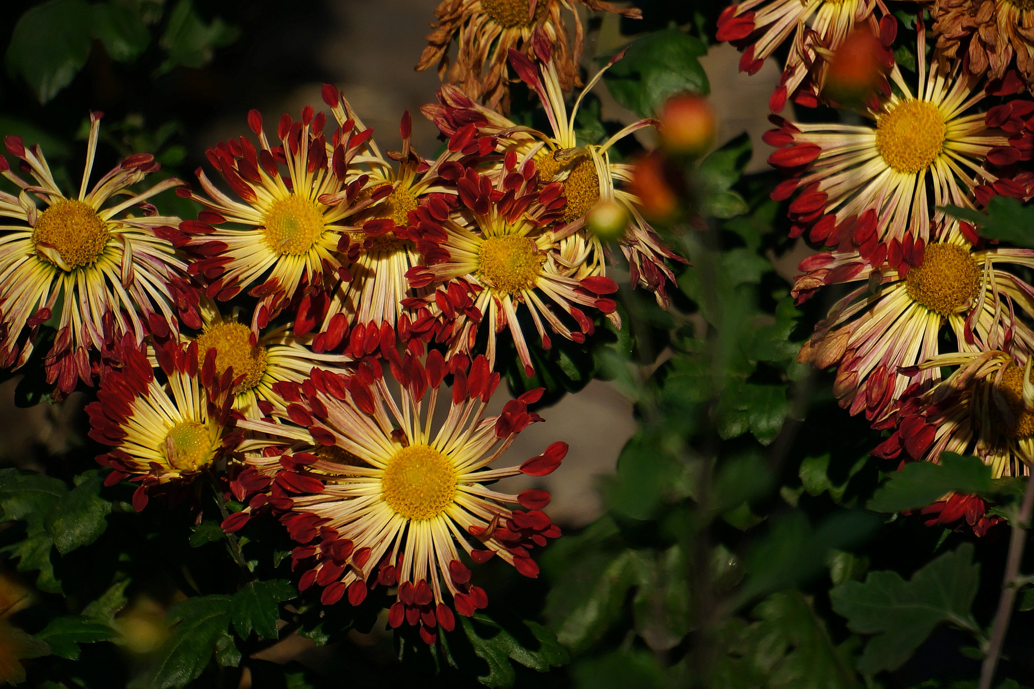 Sony E 55-210mm F4.5-6.3 OSS sample photo. Chrysanthemus photography