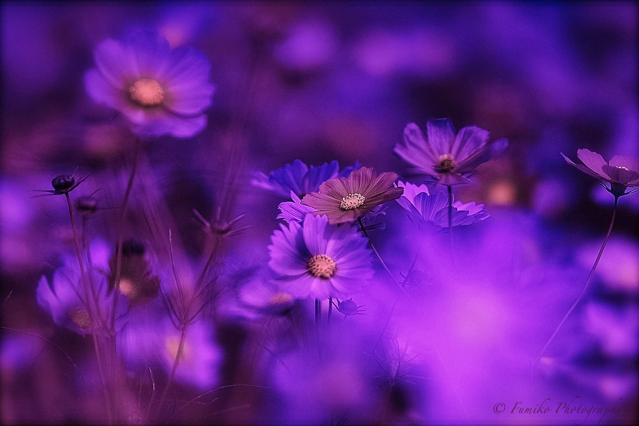 Sigma SD15 sample photo. Fumi photography