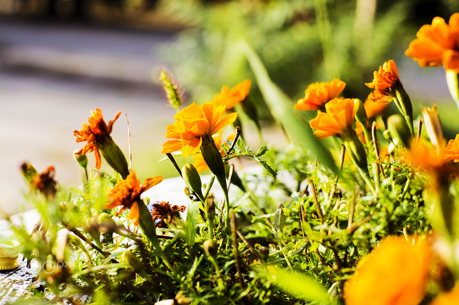 Sony SLT-A55 (SLT-A55V) sample photo. Orange spring photography