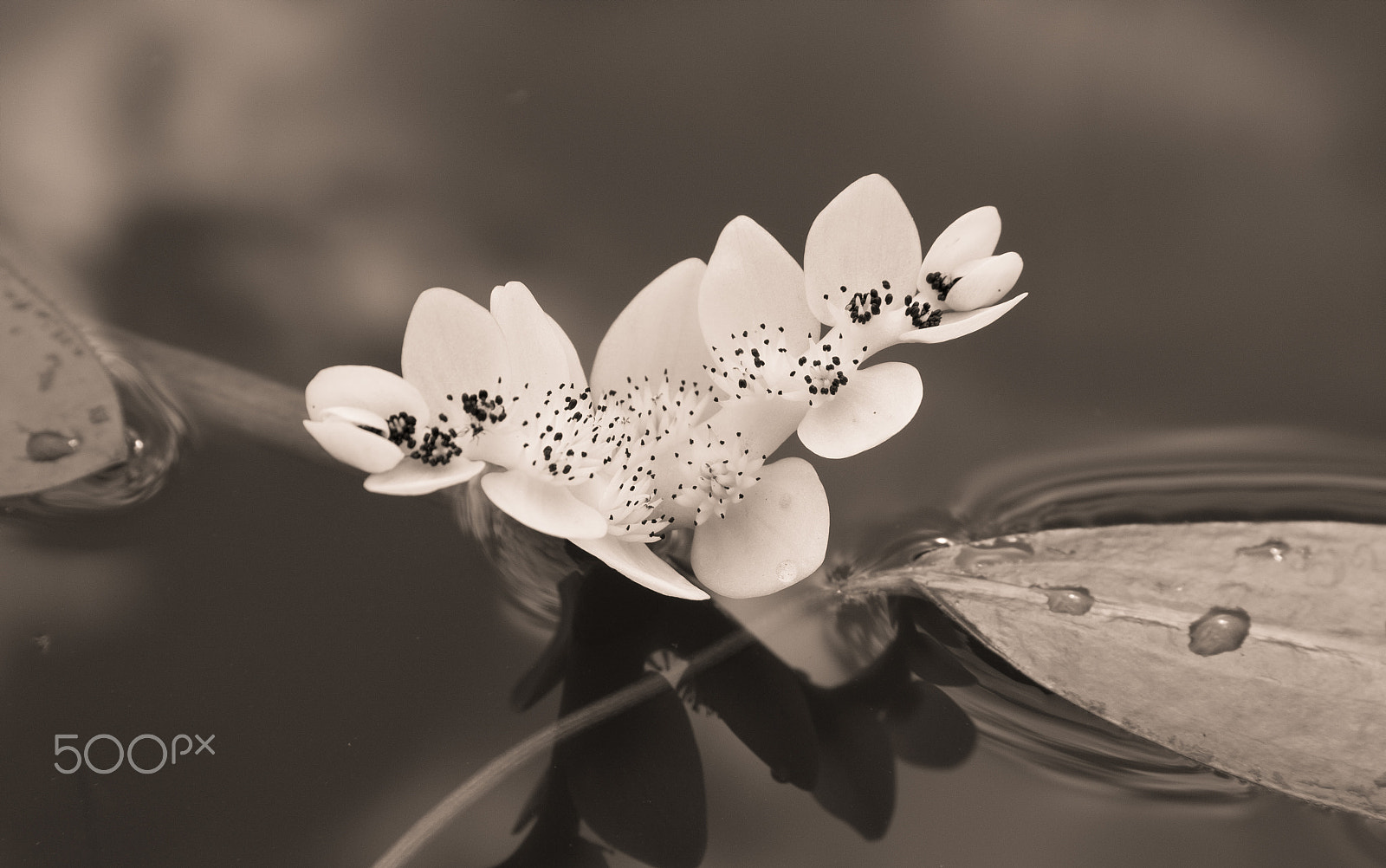 Canon EF-S 17-85mm F4-5.6 IS USM sample photo. Cape pond weed (aponogeton distachoys) photography