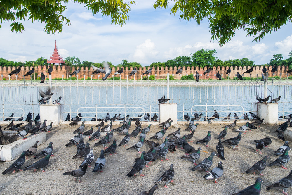 Sony a7 II + Canon EF 85mm F1.2L II USM sample photo. Pigeon street. photography