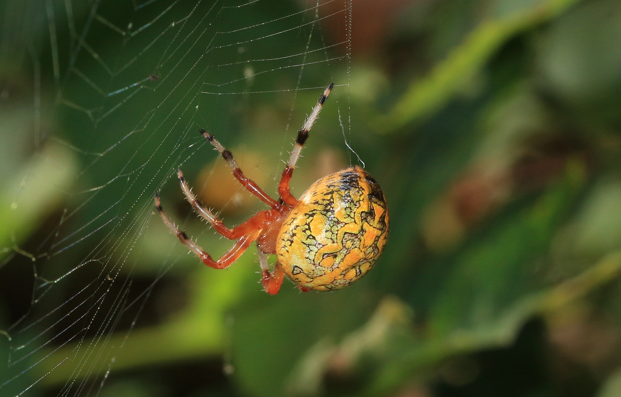 Canon EOS 100D (EOS Rebel SL1 / EOS Kiss X7) + Canon EF 100mm F2.8 Macro USM sample photo. Marbled orb weaver photography