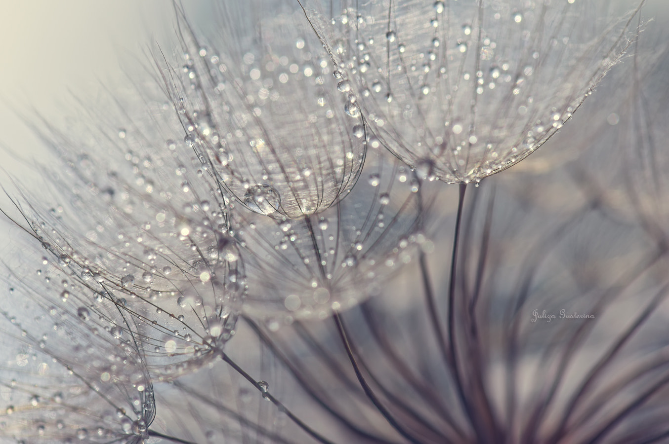 Nikon AF-S Micro-Nikkor 105mm F2.8G IF-ED VR sample photo. //////||||||||\\\\\\ photography