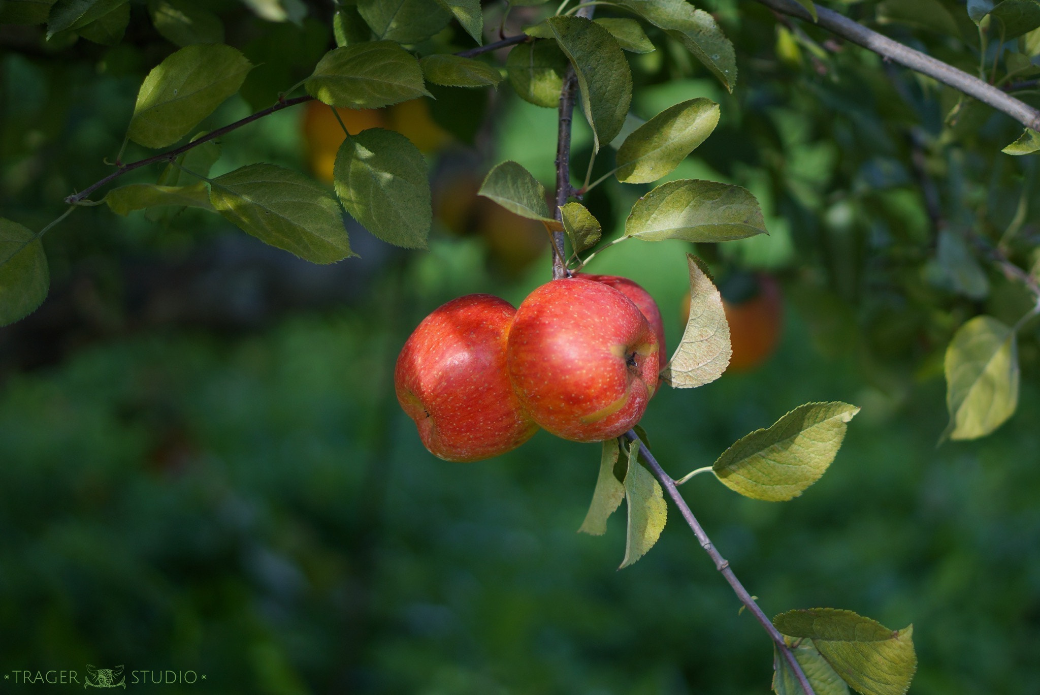 Sony Alpha NEX-5R + E 50mm F1.8 OSS sample photo. Apples photography