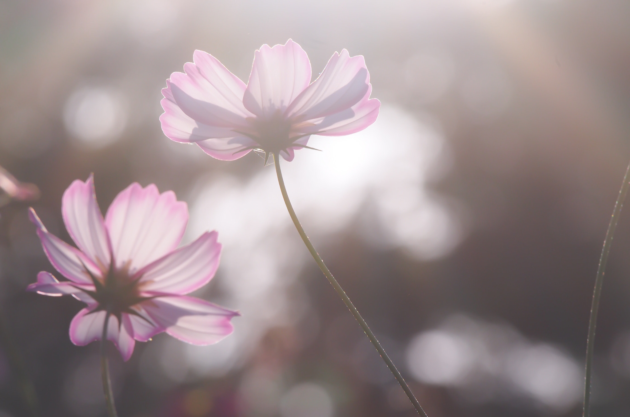 Olympus PEN E-PL6 sample photo