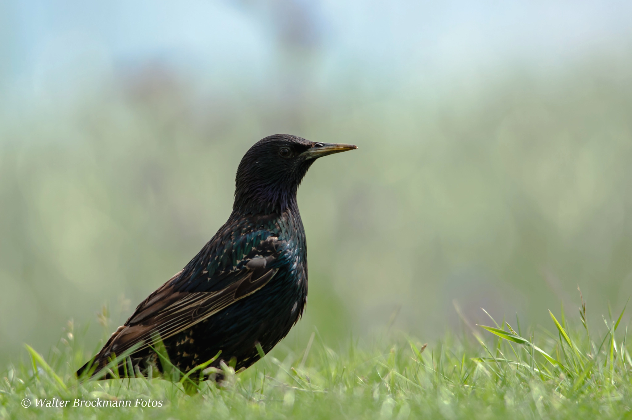 Sigma 150-500mm F5-6.3 DG OS HSM sample photo. Vögel/byrd photography