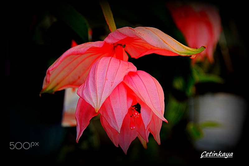 Nikon D3 sample photo. Pınk flowers photography