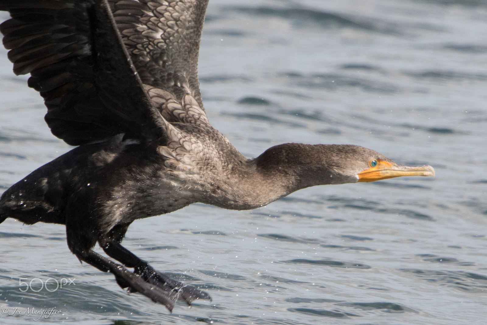 Canon EOS 7D Mark II + Canon EF 70-200mm F2.8L USM sample photo. Cormorant photography