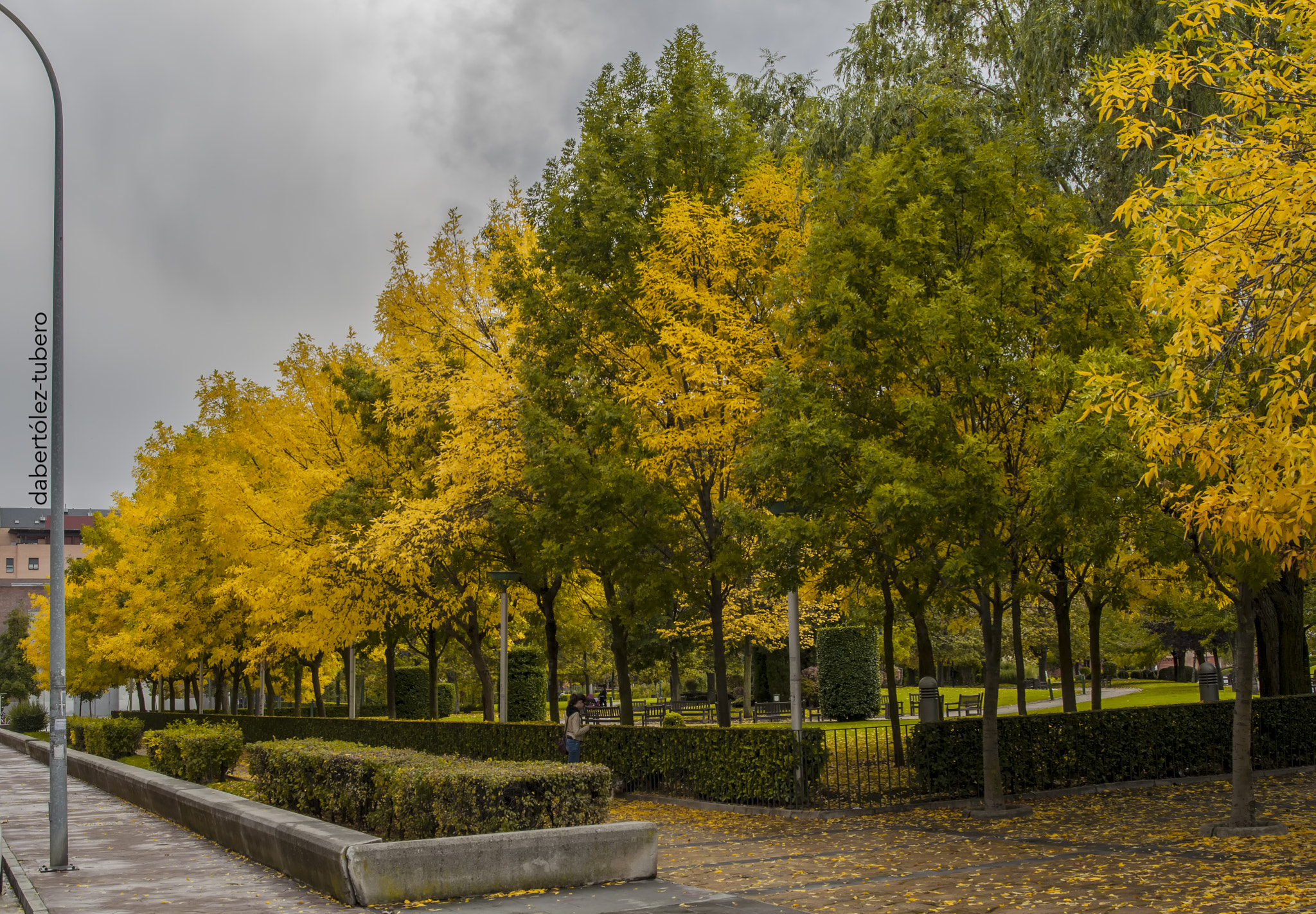 AF Zoom-Nikkor 28-80mm f/3.3-5.6G sample photo. Amarillos y verdes photography