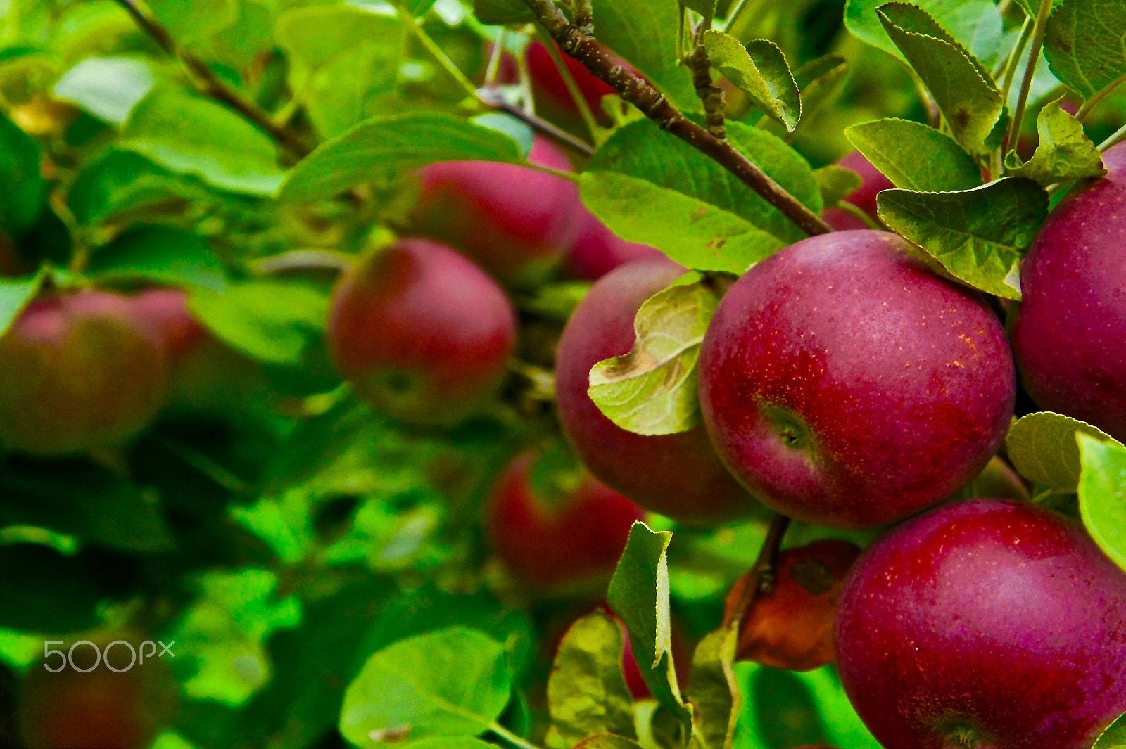 Tamron 18-200mm F3.5-6.3 Di III VC sample photo. Macintosh apples photography