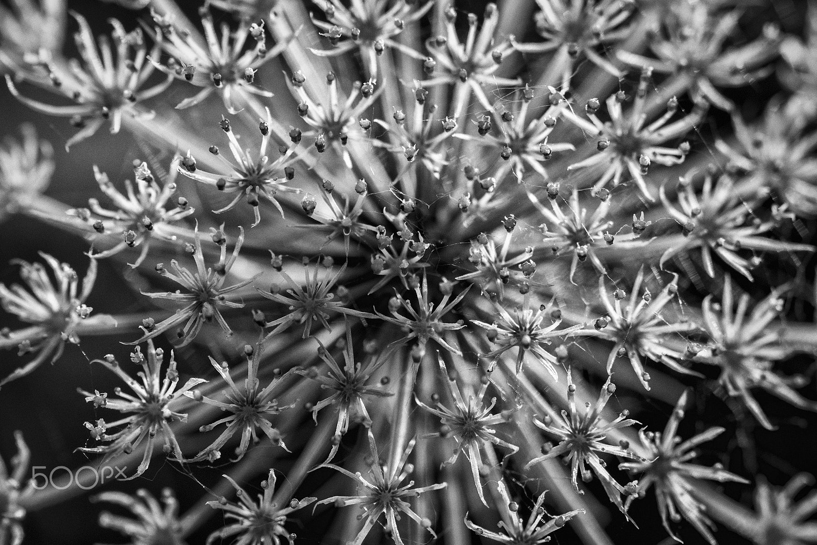 Canon EOS 70D + Canon EF 50mm F2.5 Macro sample photo. "the queen" photography