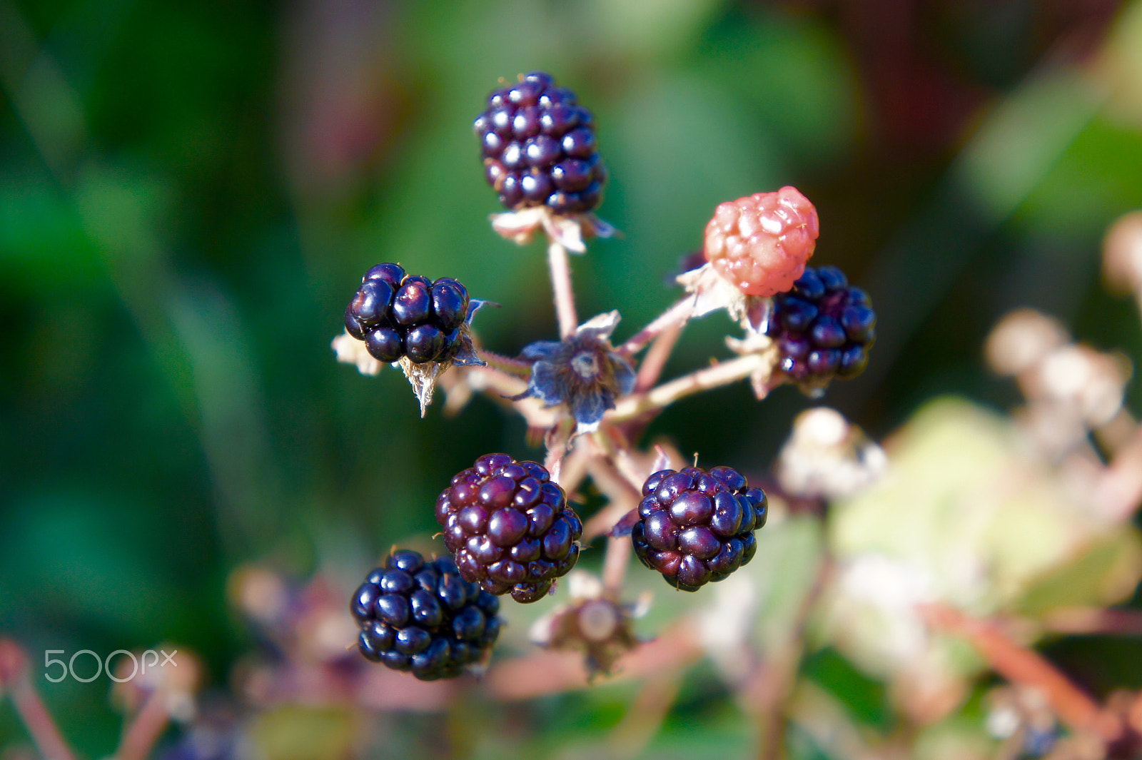 Sony Alpha NEX-3 sample photo. Wild blackberries photography