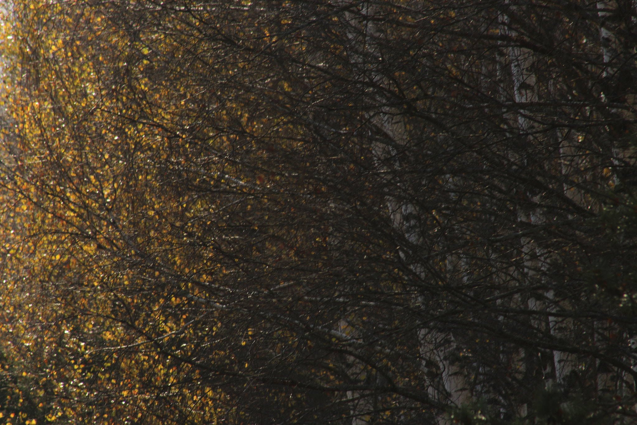 Canon EF 75-300mm f/4-5.6 USM sample photo. Birch forest photography