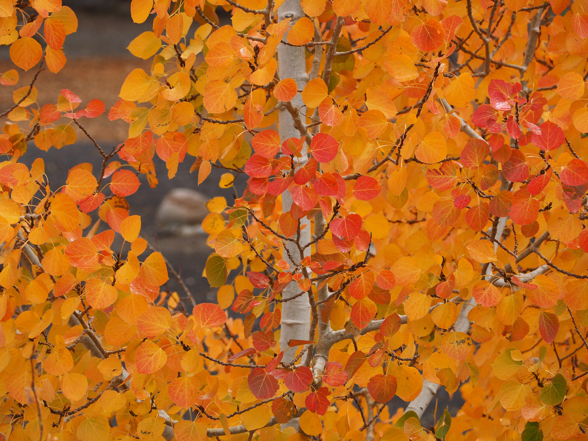 Olympus OM-D E-M5 II sample photo. Brilliant color photography