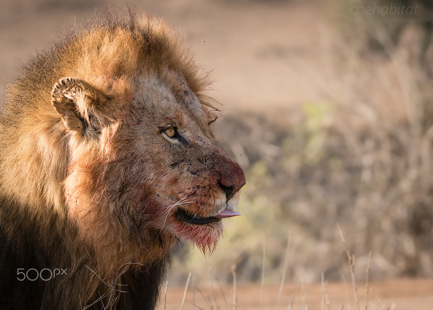 Nikon AF-S Nikkor 200-400mm F4G ED-IF VR sample photo. 'lick your lips' photography