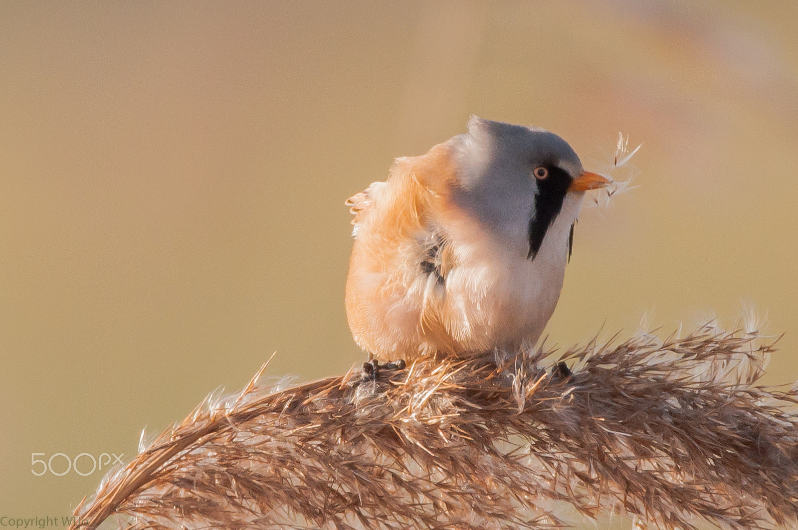 Sigma 150-600mm F5-6.3 DG OS HSM | C sample photo. Bearded reedling / baardman photography