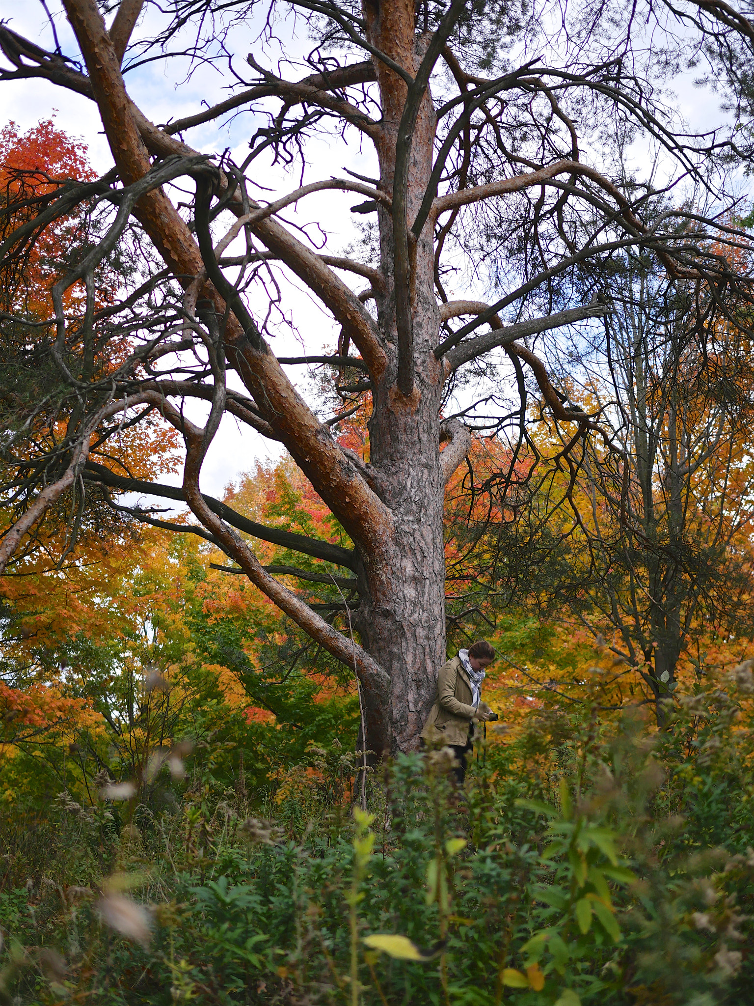 Panasonic Lumix DMC-GH4 + Olympus M.Zuiko Digital 25mm F1.8 sample photo. Beautiful girl at high park during fall. photography