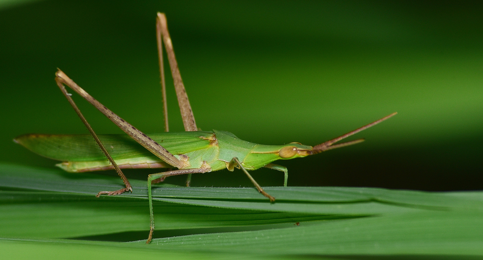 Sigma 70-300mm F4-5.6 APO DG Macro sample photo. Insect photography
