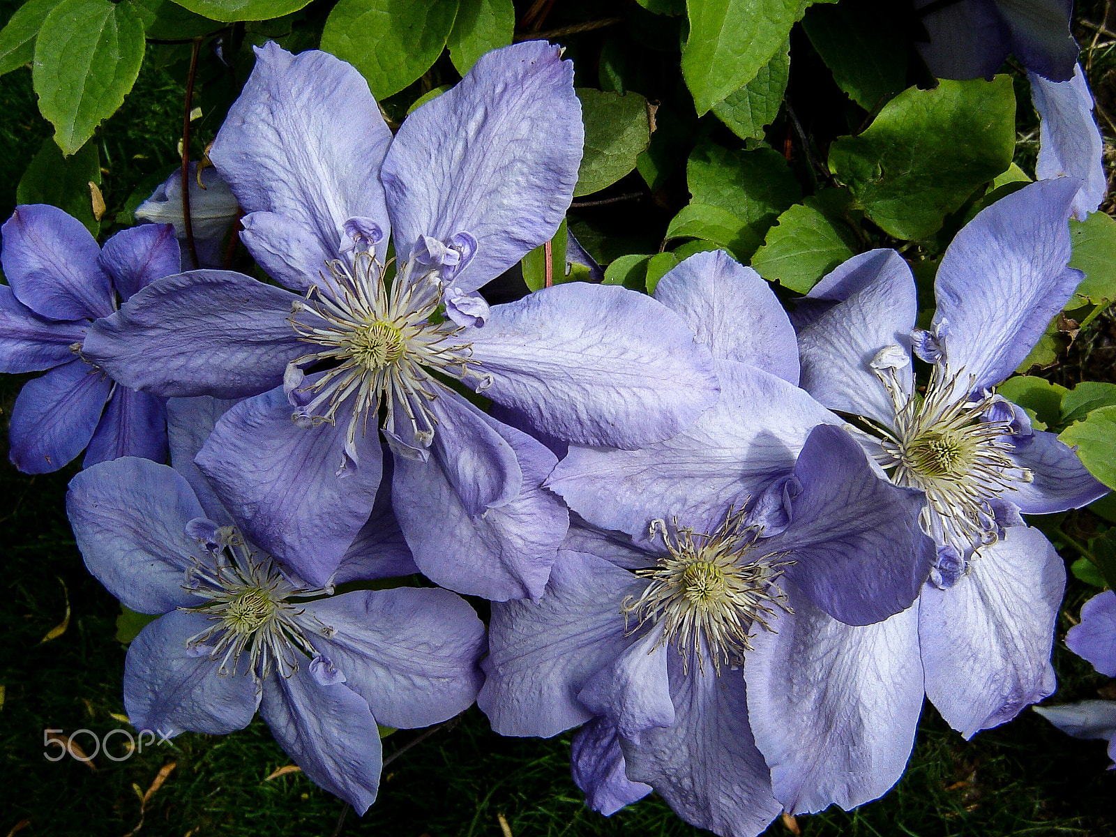 Sony DSC-S60 sample photo. Blue flowers photography