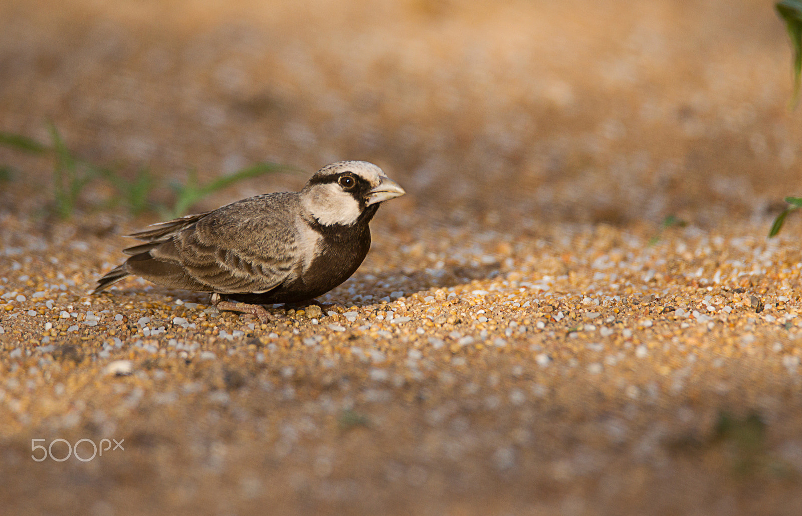 Sony SLT-A65 (SLT-A65V) sample photo. Ashy crowned sparrow lark photography