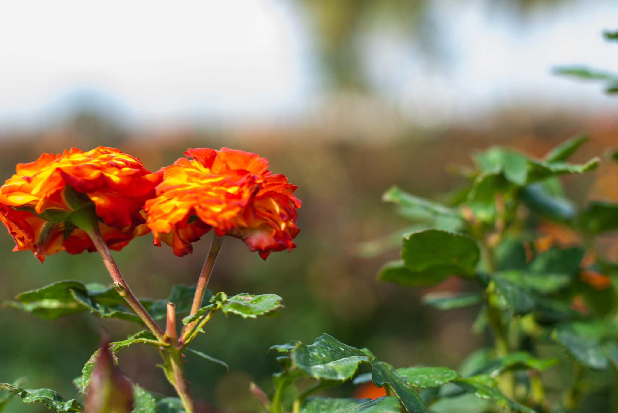 Nikon D200 + Nikon AF-S Nikkor 50mm F1.8G sample photo. A rose pair in rosefields, photography