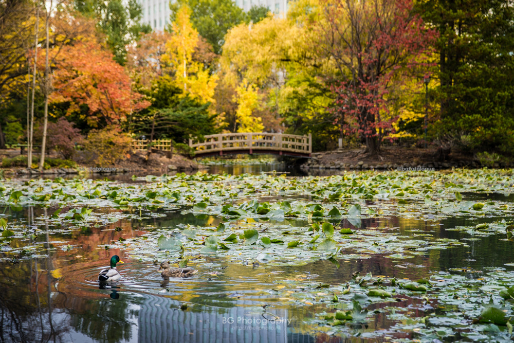 Sony a7 + Canon EF 85mm F1.2L II USM sample photo. City park. photography