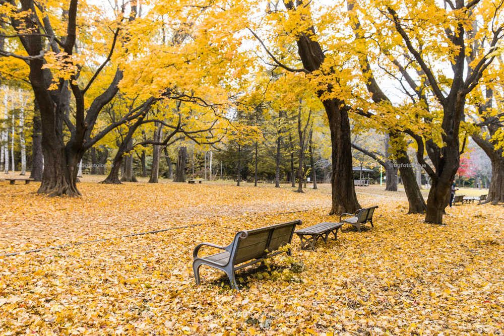 Sony a7 + Canon EF 85mm F1.2L II USM sample photo. Foliage garden. photography