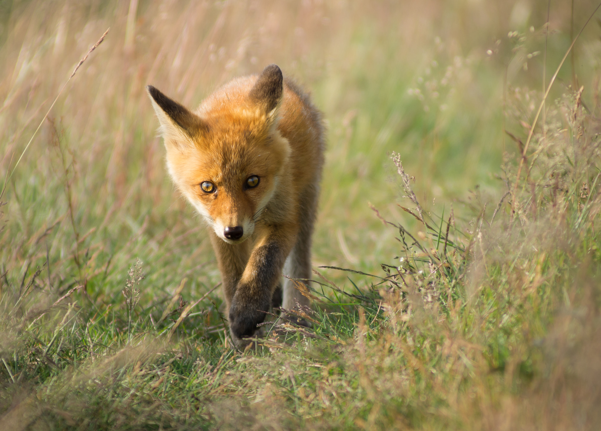 AF Zoom-Nikkor 80-200mm f/2.8 ED sample photo. Curious fox puppy photography