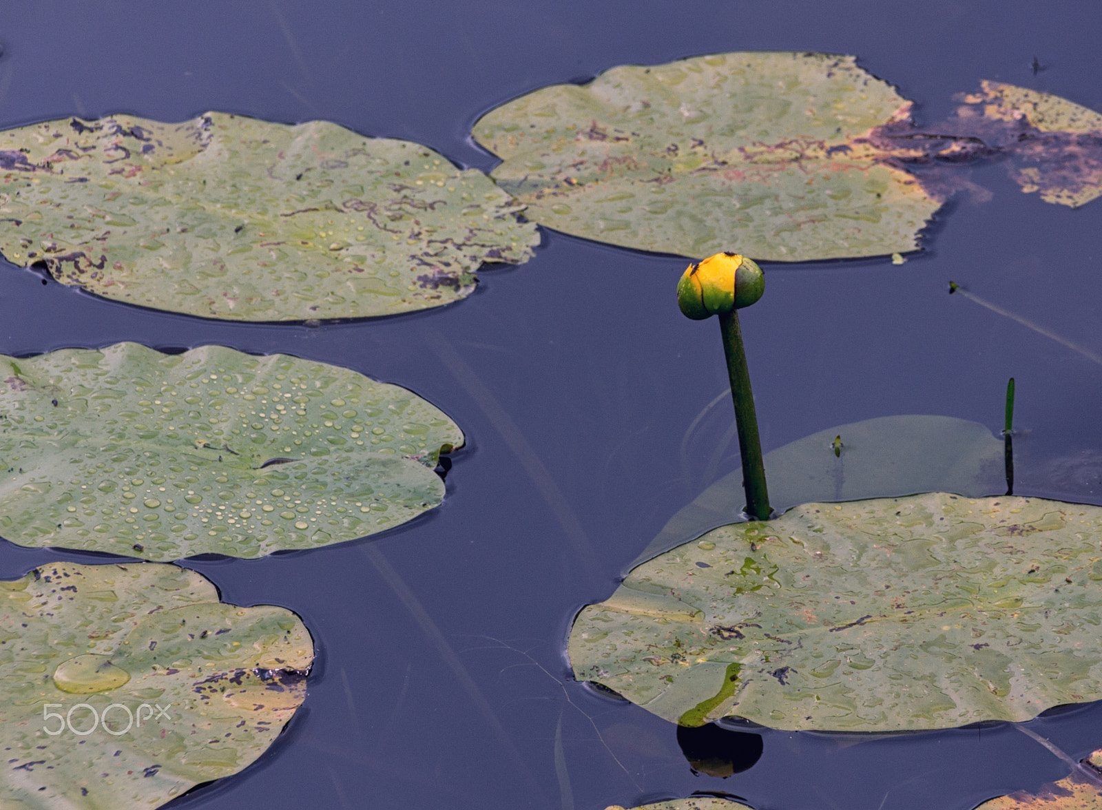 Canon EOS 650D (EOS Rebel T4i / EOS Kiss X6i) sample photo. Yellow photography