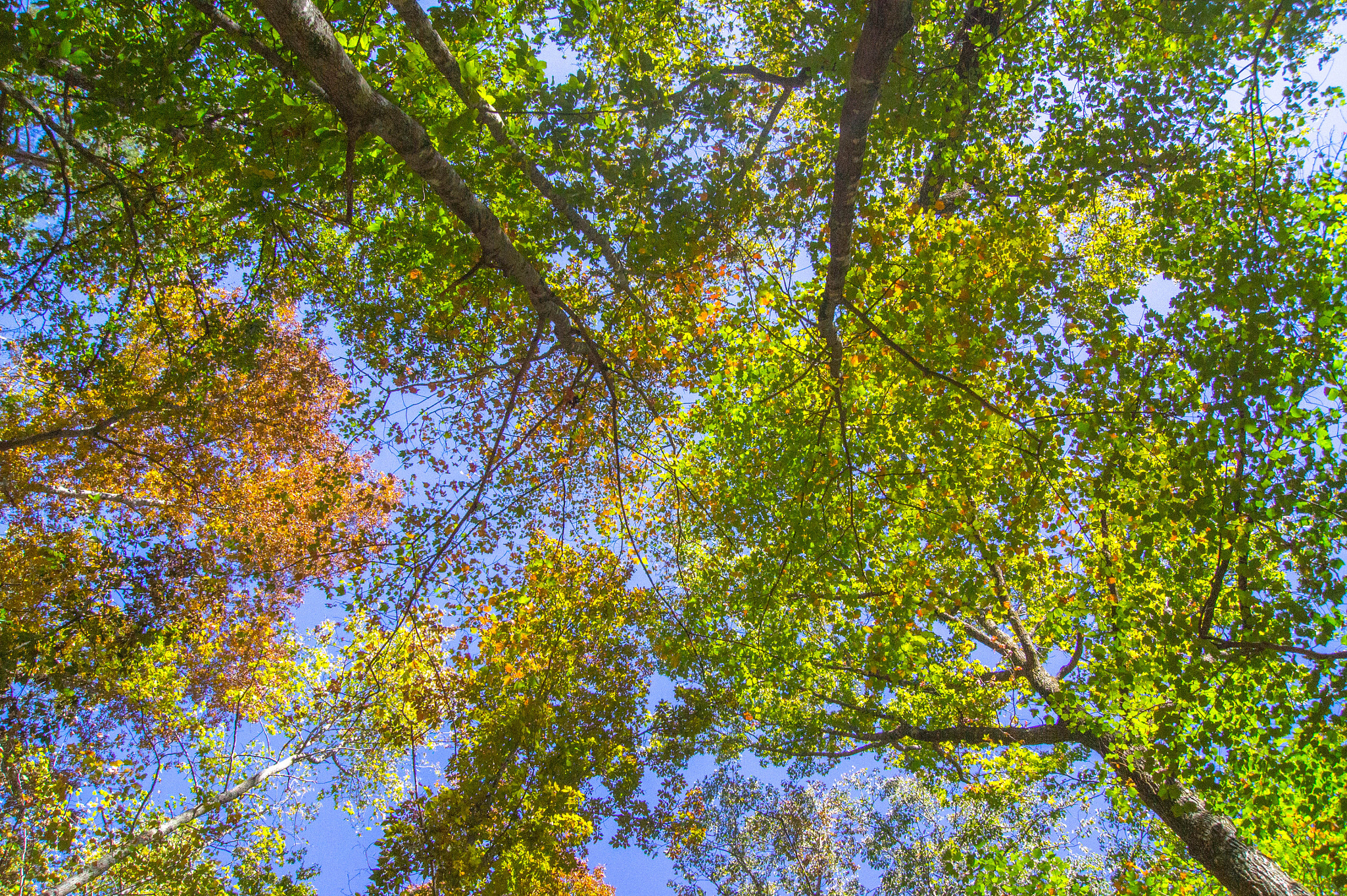 Sony SLT-A33 sample photo. Looking up autumn photography