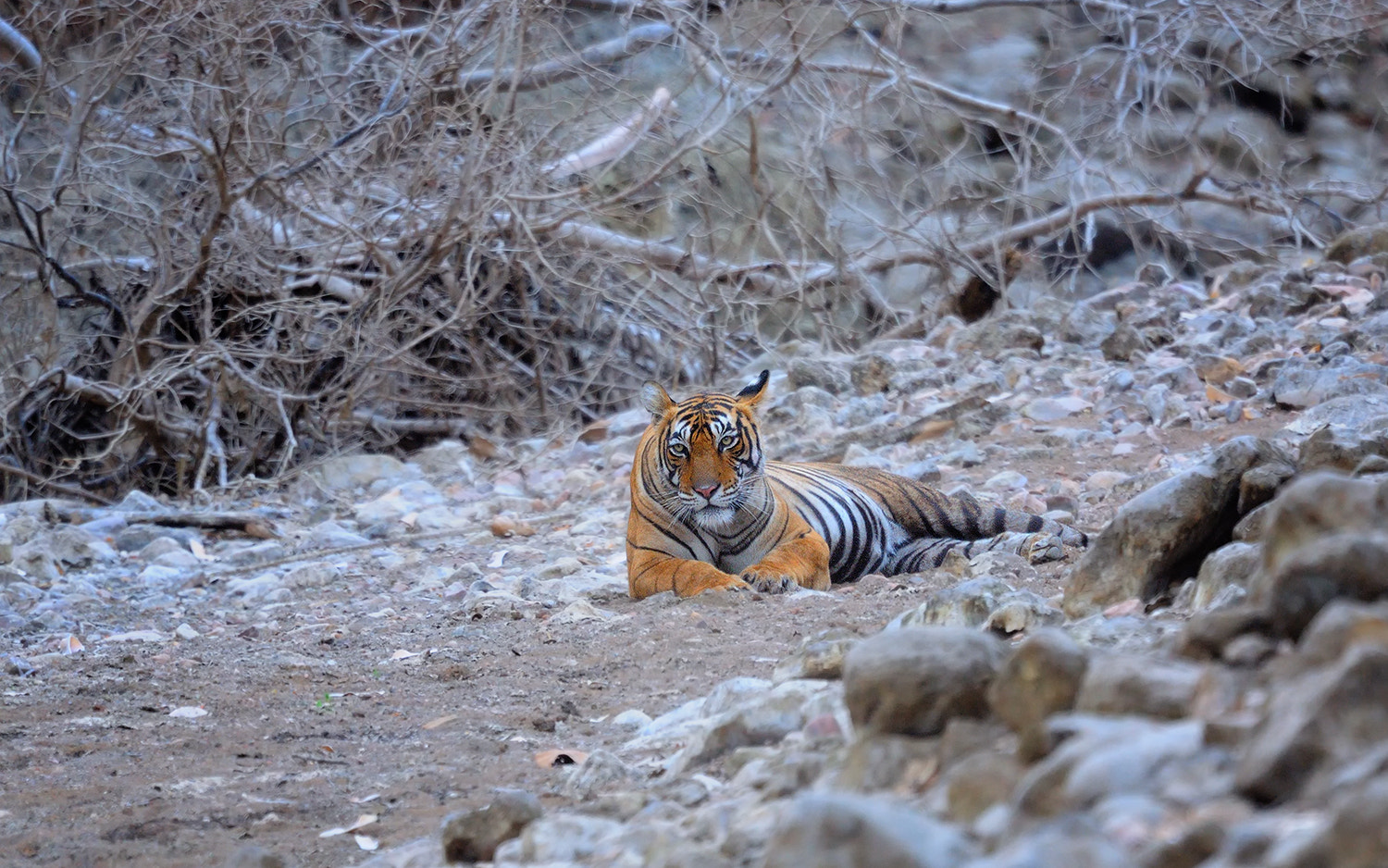 Nikon D90 + Nikon AF-S Nikkor 500mm F4G ED VR sample photo. Noor, royal bengal tiger photography