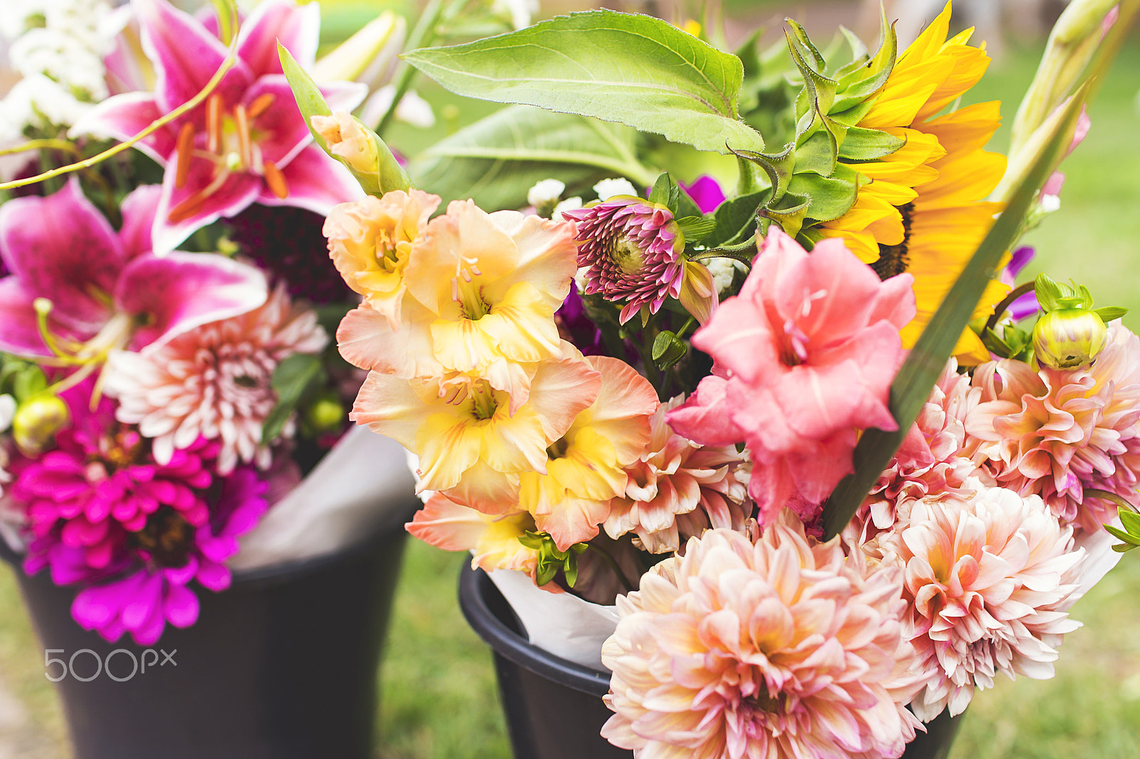 Sigma 30mm F1.4 EX DC HSM sample photo. Bentonville farmers market photography