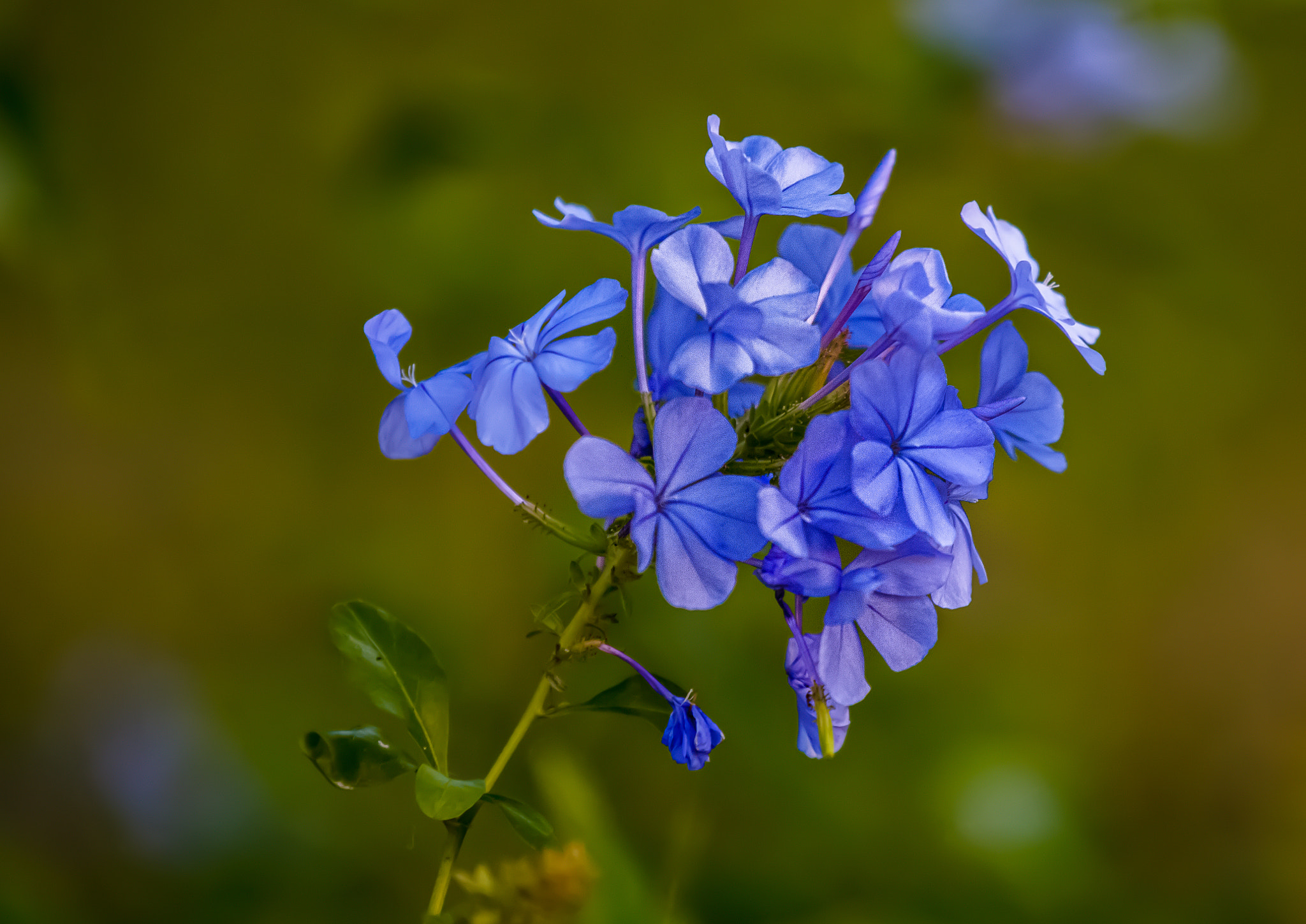 Canon EF 70-200mm F2.8L IS II USM sample photo. Blue photography