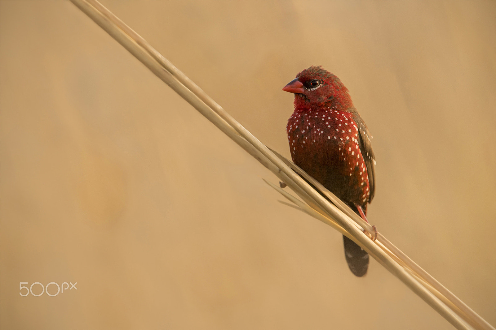 Nikon D5 sample photo. Gorgeous little bird: red avadavat (male) photography