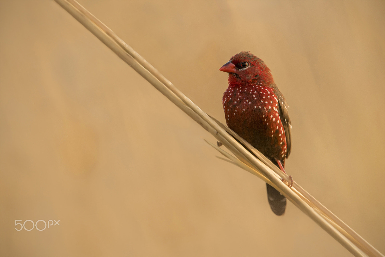 Nikon D5 + Nikon AF-S Nikkor 600mm F4G ED VR sample photo. Gorgeous little bird: red avadavat (male) photography