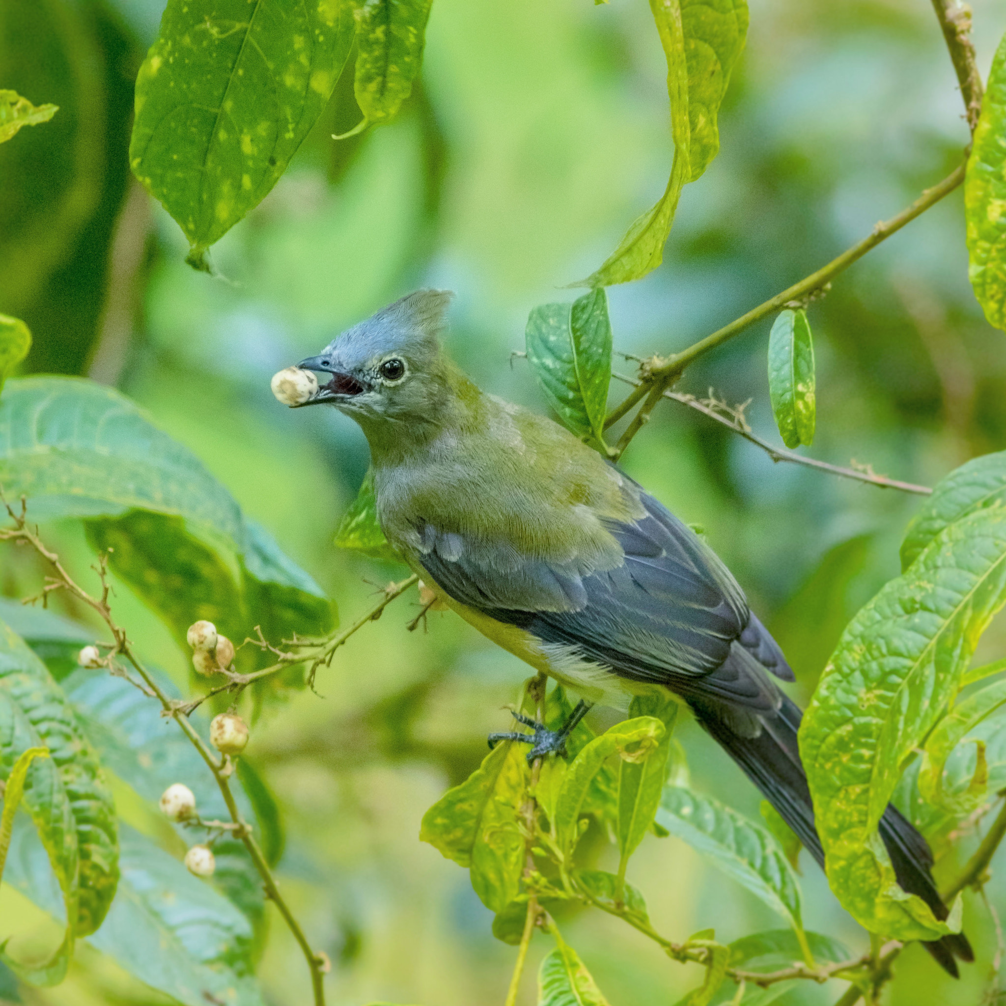 Canon EOS 7D Mark II + Canon EF 300mm F4L IS USM sample photo. Ling tailed silky flycatcher photography