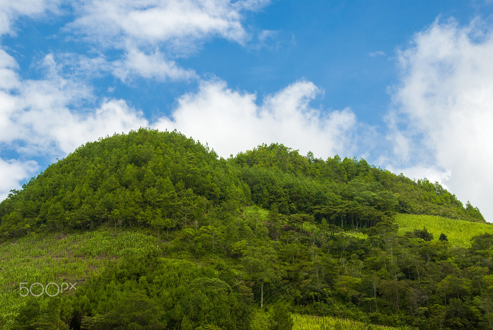 Nikon D200 sample photo. Guatemala sunrise in the jungle photography
