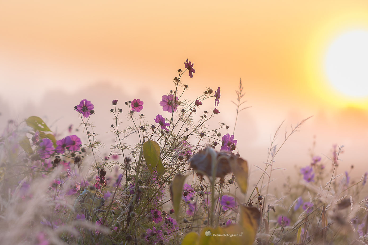 Canon EF 100mm F2.8L Macro IS USM sample photo. Wildflowers in the foggy sunrise...... photography