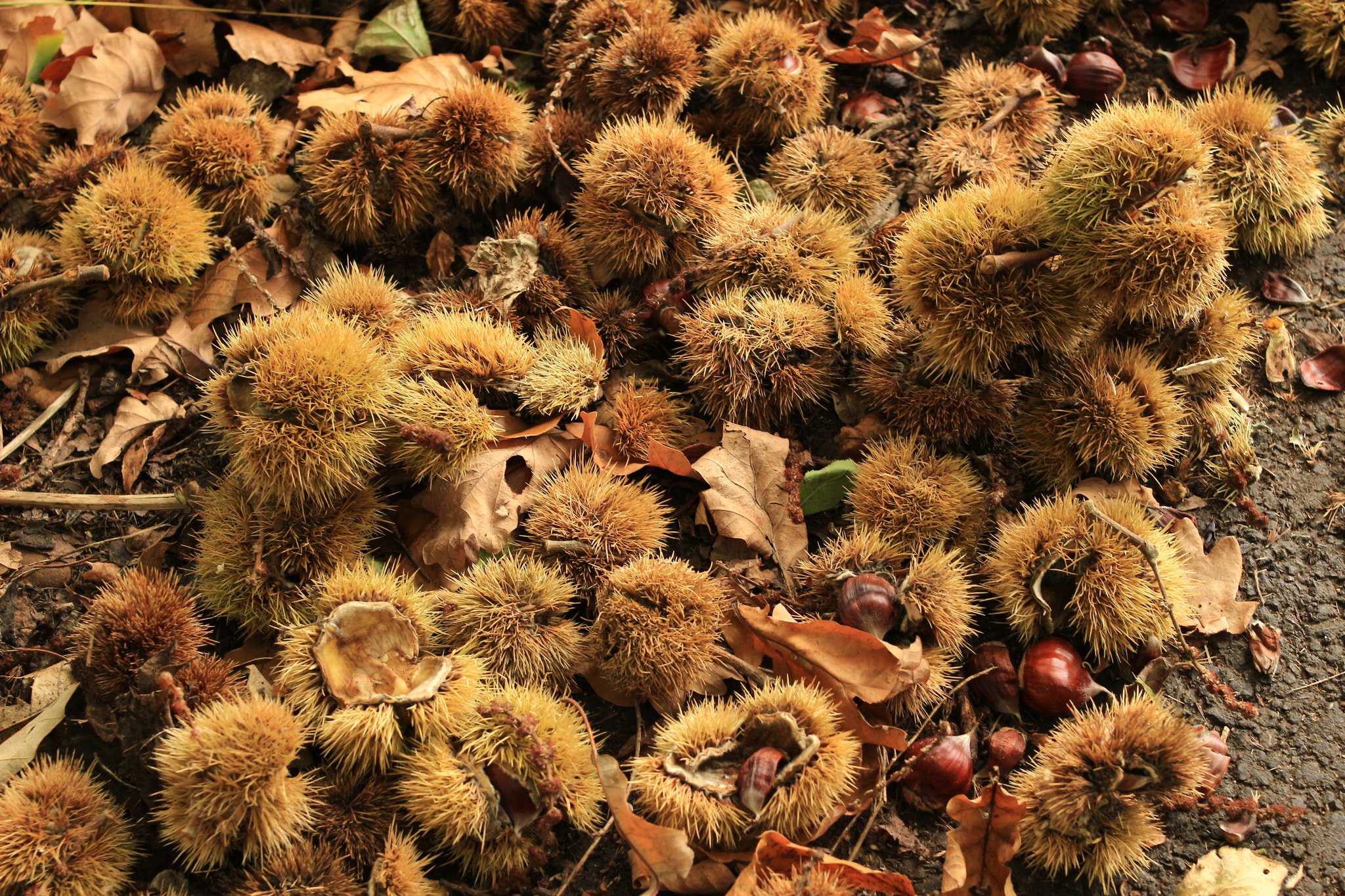 Canon EF 35mm F2 sample photo. Chestnuts photography