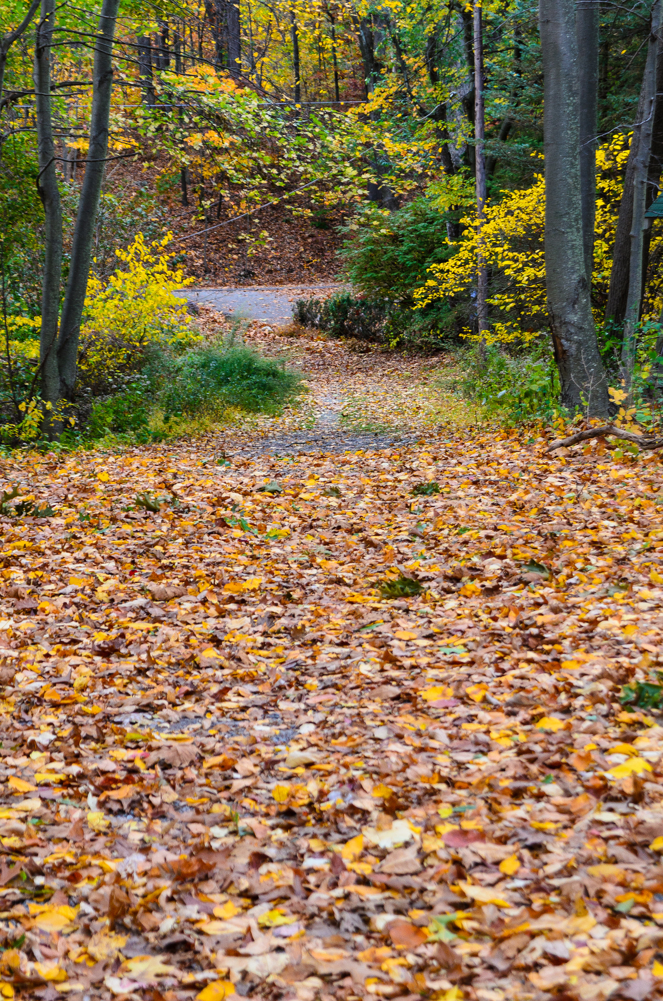 AF Zoom-Nikkor 24-120mm f/3.5-5.6D IF sample photo. The path we choose photography