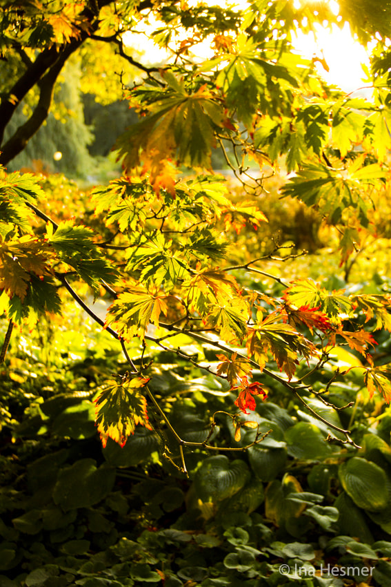 Tamron AF 19-35mm f/3.5-4.5 sample photo. Autumn photography