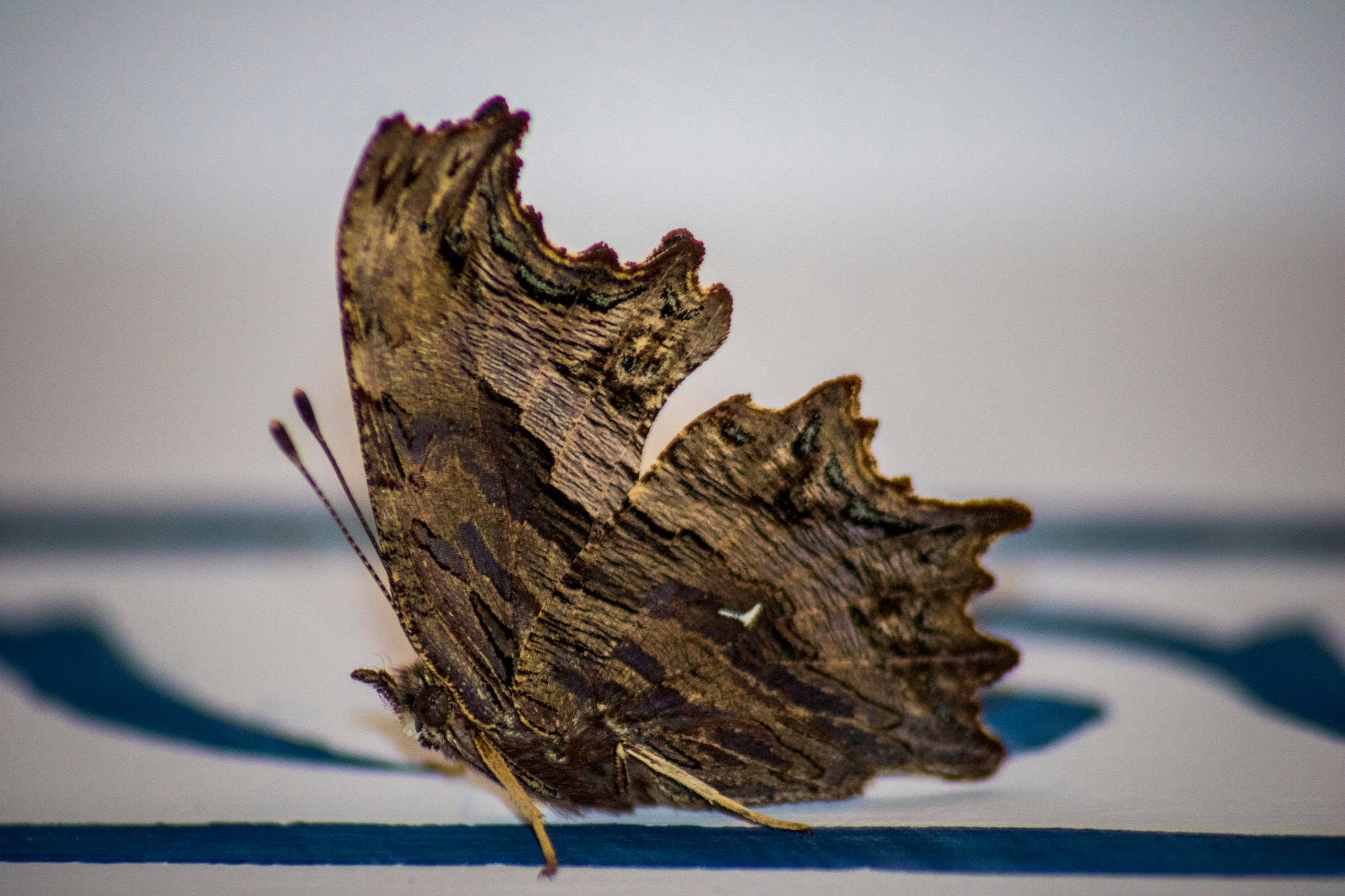 Canon EOS 750D (EOS Rebel T6i / EOS Kiss X8i) sample photo. Butterfly[] photography