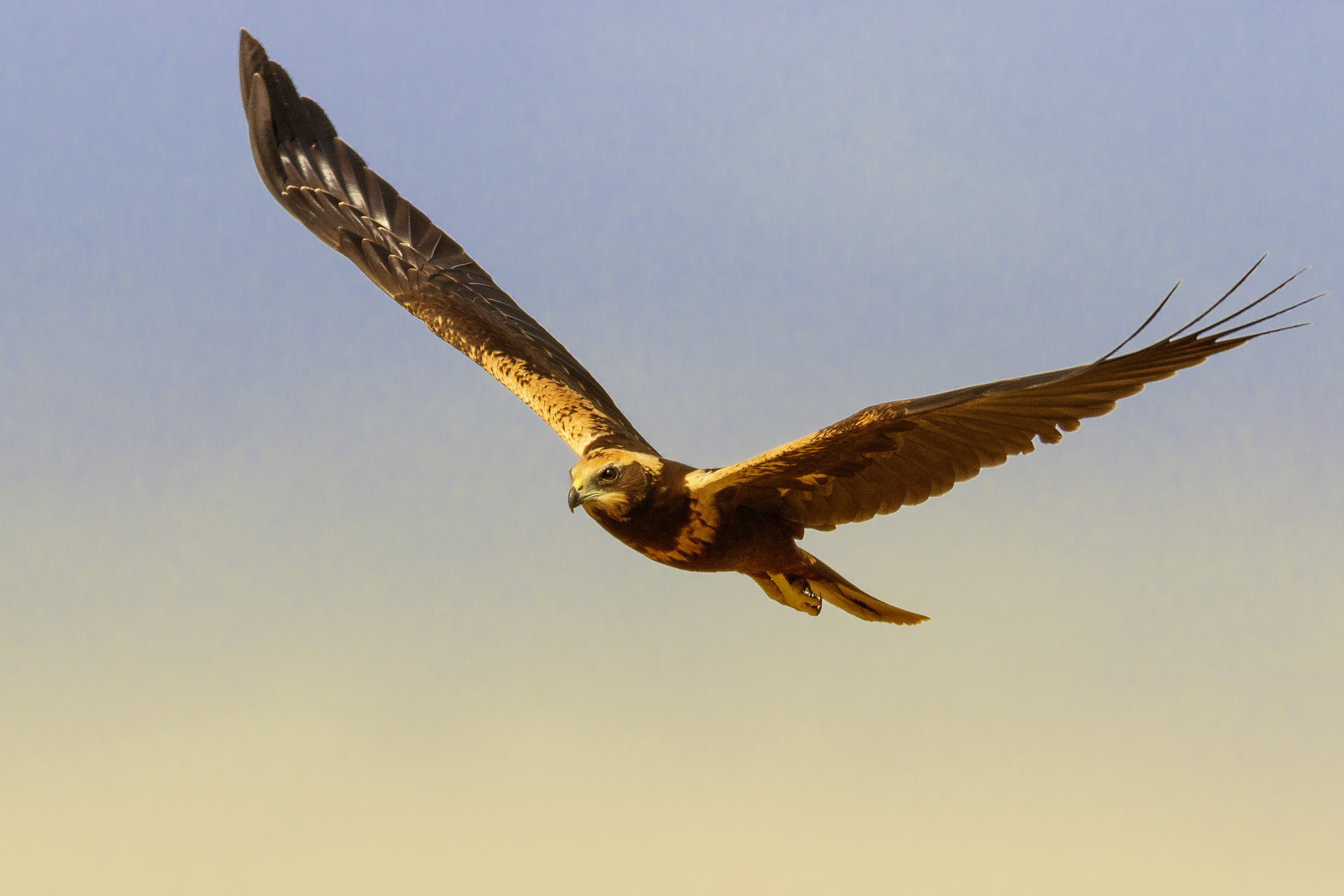 Canon EF 400mm F5.6L USM sample photo. Aguilucho lagunero photography