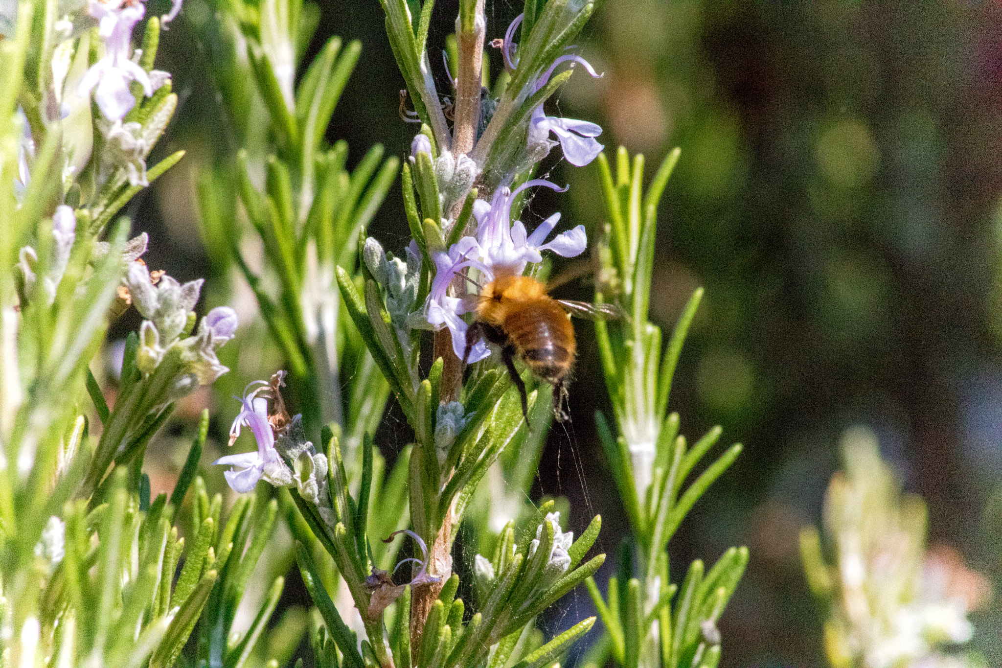 Canon EOS 750D (EOS Rebel T6i / EOS Kiss X8i) sample photo. Bee photography