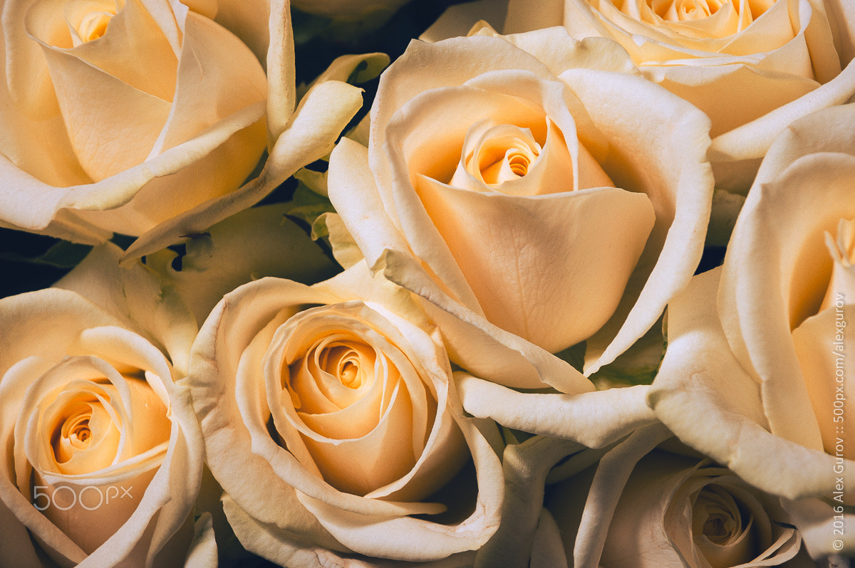 Nikon D50 sample photo. Roses photography