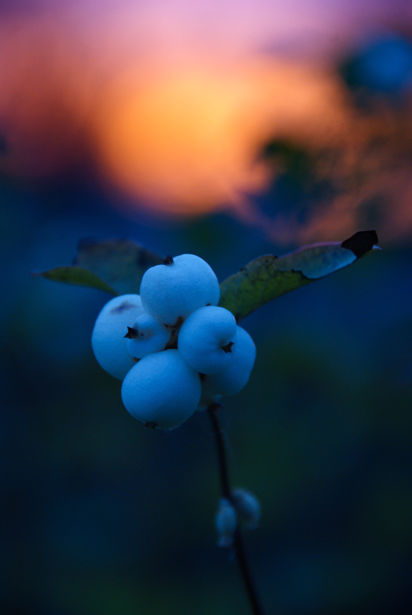 Sony Alpha DSLR-A300 sample photo. White berries photography