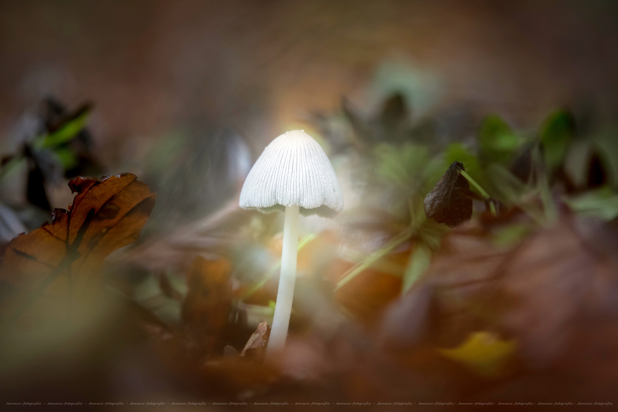 Tamron SP AF 70-200mm F2.8 Di LD (IF) MACRO sample photo. Mushroom photography